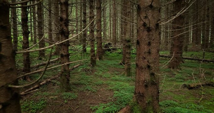 View of the Forest in Norway. Beautiful nature of Norway. The camera moves from the first person through the thicket of a pine forest.