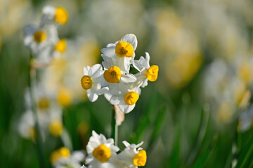 早春の公園に咲く水仙