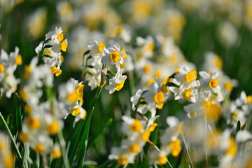 早春の公園に咲く水仙