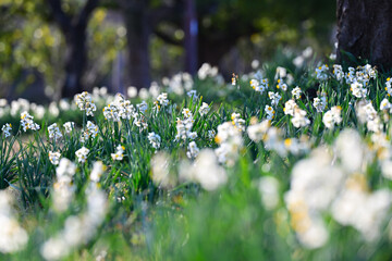早春の公園に咲く水仙