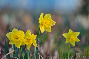 早春の公園に咲く水仙