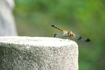 生物　自然　虫　風景　羽