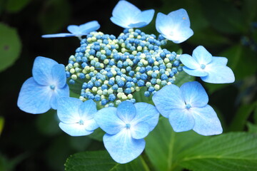 植物　公園　花　夕方　水色