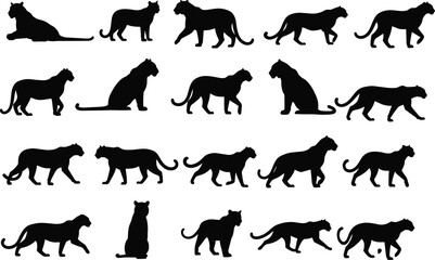 Big cat silhouettes collection isolated on white background, panther leopard and cheetah walking poses black vector illustration set © AVIJIT