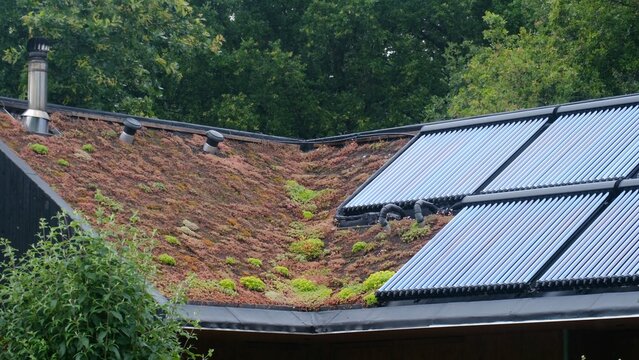 Living green roof with sedum and moss beside evacuated-tube solar thermal collectors, showcasing sustainable architecture, energy-efficient heating and eco-friendly rooftop design