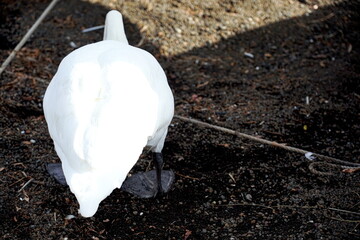 地面の土の上に立ち背中を見せている一羽の白鳥の背面。真っ白な羽毛と黒い水かきのある大きな足が印象的な静かな一瞬を捉えた写真。 © BRUCE