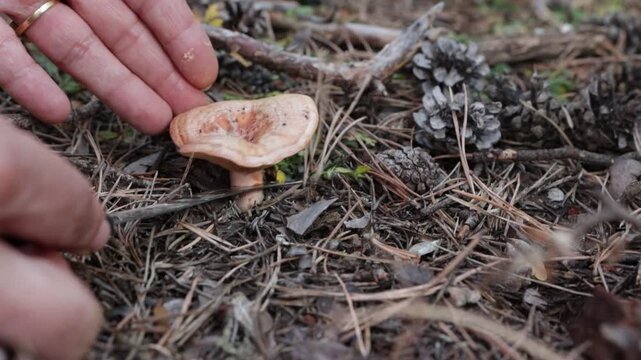 Person Hand Picking Saffron Milk Cap Mushroom From Pine Forest Floor to Show Orange Gill
