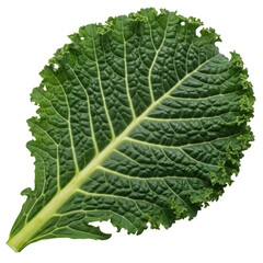 A close-up view of a vibrant green leaf with prominent veins and serrated edges. isolated on transparent background