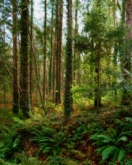 Fototapeta premium Sunlit forest undergrowth featuring abundant green ferns and towering trees in a serene woodland.