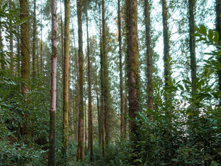 Obraz premium A dense forest scene showcases numerous tall tree trunks reaching towards the light sky. Rich green undergrowth covers the forest floor and lower parts of the trees.