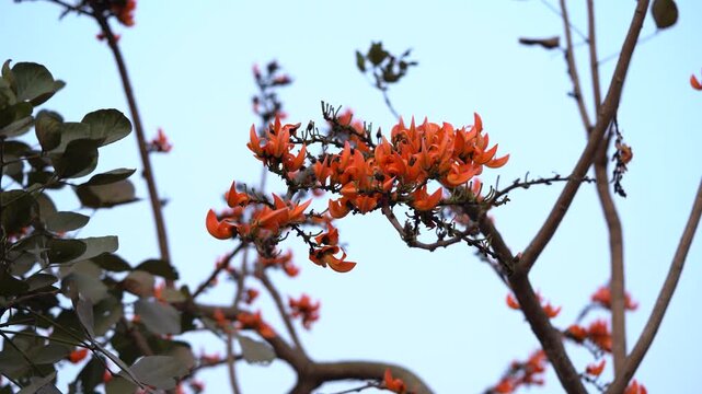 4K smooth gimbal close up of vibrant red palash flowers blooming on tree branch against sky