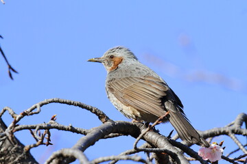 河津桜に止まるヒヨドリ
