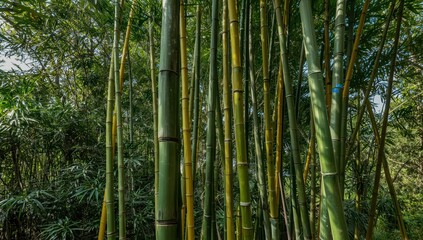 Fototapeta premium Bamboo trees in tropical forest of San José Province, Costa Rica, are green and yellow