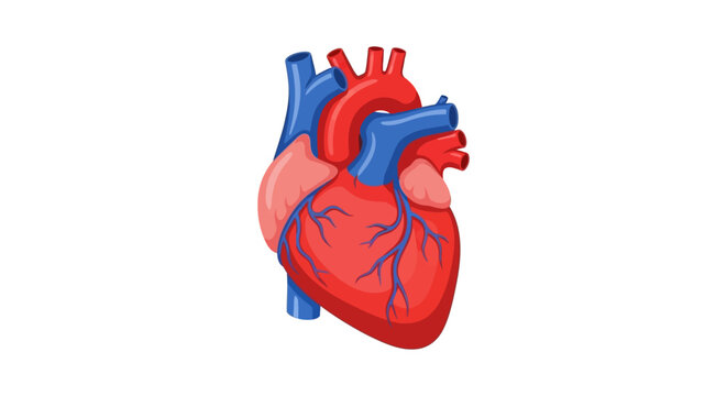 Vibrant flat 2D anatomical human heart vector illustration, showcasing intricate vessels and chambers for medical, health, and cardiology-related designs and educational content