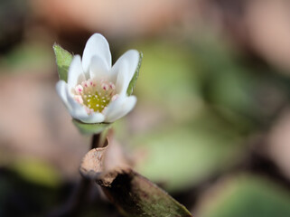 Obraz premium 2月に咲き始めた可憐な白いミスミソウ