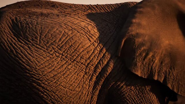 Close-up of elephant skin texture and ear, showcasing animal detail and wildlife. Focus on intricate pattern and shadows.