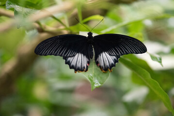 Naklejka premium butterfly on a leaf