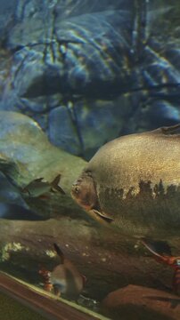 Black Pacu Swim In Aquarium, Close-up View. Lack Pacu Fish Swims Among Flooded Tree Trunks. Ambaqui Or Colossoma Macropomum Is Large Species Of Freshwater Fish In Family Serrasalmidae. Also Known By
