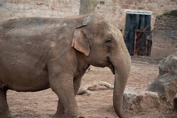 Naklejka premium elephant in the zoo