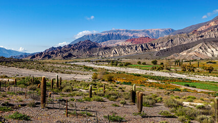 The landscape of the Quebrada with its large cacti near Salta in Argentina, Card&oacute;n cactus (Echinopsis atacamensis)