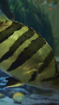 Siamese Tigerfish Close Up View In Zoo Aquarium. Datnioides Pulcher Also Known As Siamese Tiger Perch. Critically Endangered Fish. Specific Name Pulcher, Meaning Beautiful. Siamese Tigerfish Is