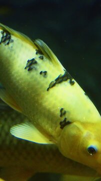 Aquarium Filled With Colorful Koi Fish or Carp. Golden Koi Fish Slow Swimming In Shanghai Ocean Aquarium. Colorful Koi Fish Grouped Together In Underwater. Colorful Decorative Fish Float In Zoo