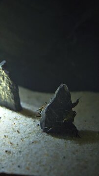Group Of Small Maverick Backswimmers Fishes Swimming In Aquarium. Synodontis Multipunctatus, Also Known As Cuckoo Catfish, Cuckoo Squeaker, Or Multipunk. Aquarium Filled Maverick Backswimmers Fishes