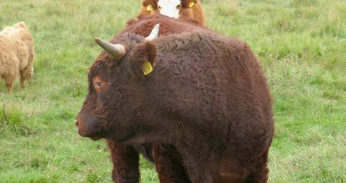 Salers cattle grazing in a rural pasture in autumn, Tuulingu, Estonia, Europe.