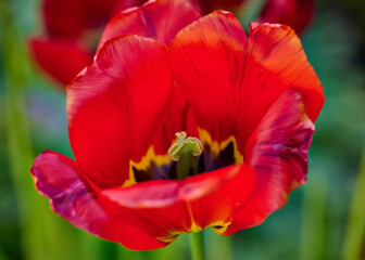 Fototapeta premium Red bloomed tulip, yellow pestle, sunny day