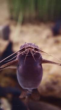 African Sharptooth Catfish Swimming In Aquarium. Clarias Gariepinus Is Species Of Catfish Of Family Clariidae. Airbreathing Catfish