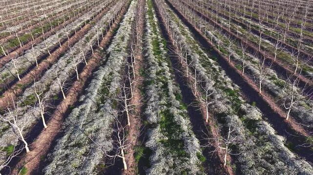Lateral drone flight over winter walnut orchard showing individual plantation rows