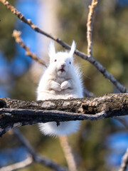 北海道, リス, エゾリス, 栗鼠, 野生動物, げっ歯類, 動物, 自然, 小動物,...