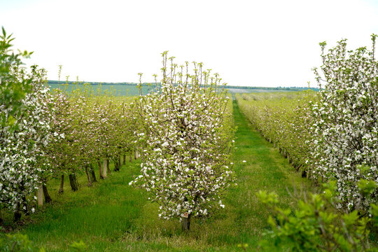 Blooming fruit orchard with rows of white flowering trees in spring. Professional agricultural plantation with green grass under a bright sky.