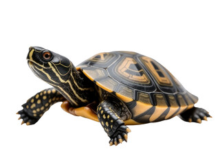 Fototapeta premium A close-up view of a turtle on a white background