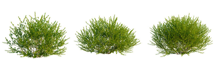 Buxus microphylla tree, elevation, front view, cutout, transparent background, isolate, Green leaves and branches, springtime foliage, natural texture, close-up, detailed botanical illustration