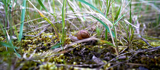 Land snail crawling across moss and dry grass on forest floor. Detailed macro wildlife scene highlighting spiral shell texture, natural habitat and slow movement in outdoor environment. © VladyslavShcherbakov