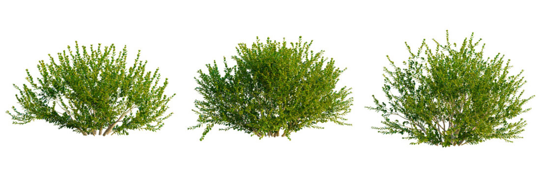 Buxus microphylla tree, elevation, front view, cutout, transparent background, isolate, Detailed close-up of lush green foliage texture pattern with natural light background.