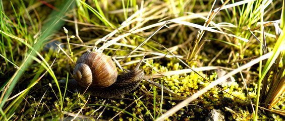 Land snail crawling across moss and dry grass on forest floor. Detailed macro wildlife scene highlighting spiral shell texture, natural habitat and slow movement in outdoor environment. © VladyslavShcherbakov