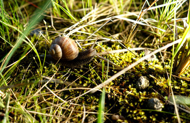 Land snail crawling across moss and dry grass on forest floor. Detailed macro wildlife scene highlighting spiral shell texture, natural habitat and slow movement in outdoor environment. © VladyslavShcherbakov
