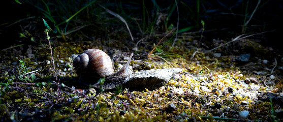 Obraz premium Land snail crawling across forest ground under focused beam of light. Atmospheric macro wildlife scene highlighting spiral shell, moss textures and mysterious nocturnal nature environment.