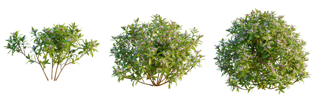 Daphne odora Marginata tree, elevation, front view, cutout, transparent background, isolate, Delicate Birch Tree Branch with Leaves, Realistic Rendered Illustration, Botanical Element