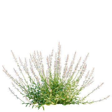 Gaura lindheimeri tree, elevation, front view, cutout, transparent background, isolate, Delicate purple wildflowers in a field, detailed floral nature scene with lush green foliage.