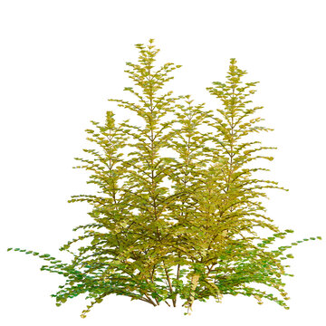 Lonicera nitida Baggesens Gold tree, elevation, front view, cutout, transparent background, isolate, Detailed close-up of lush green foliage with intricate leaf patterns and vibrant natural tones.