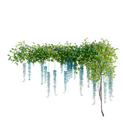 Strongylodon macrobotrys tree, elevation, front view, cutout, transparent background, isolate, Delicate Wisteria Vine Branch with Lush Green Leaves, Detailed Floral Pattern, Springtime Blossom