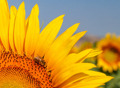 Sunflower field, Trakya - Turkey. Nature agriculture view.