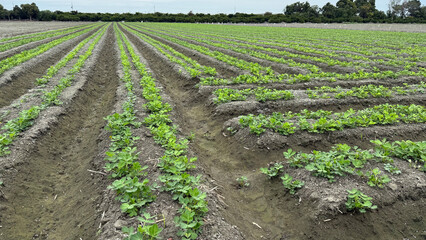 Peanut seedlings in rural Taiwan