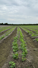 Peanut seedlings in rural Taiwan
