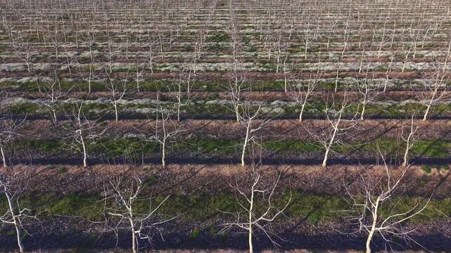 Winter drone flight over intensive walnut orchard with structured plantation lines during dormancy