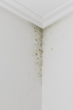 Fungus growing on a house wall indicating moisture damage and unhealthy indoor environment