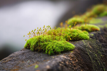 Fototapeta premium Vibrant green moss with tiny spores grows on a rough surface.